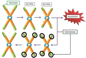 Apoptosis is the process of cell death. Telomerase (not discussed in the article) is an enzyme that stimulates telomere growth. Image by DevelopmentalBiology.