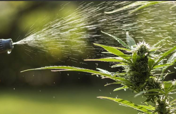 Restrictions On 4 Marijuana Farms Lifted