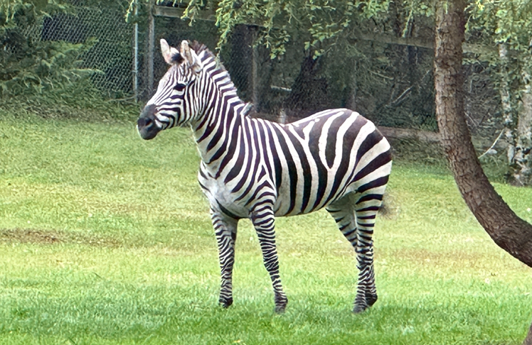 Zebra 'Shug' Rescued Near North Bend, Heads Home to Montana